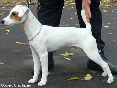 Парсон Джек Рассел терьер