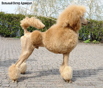 королевский пудель