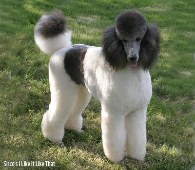 большой пудель