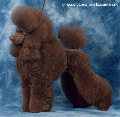 карликовый пудель