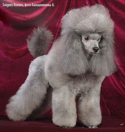 Пудель миниатюрный