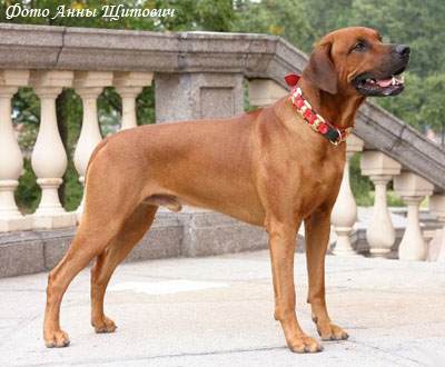 Риджбек родезийский