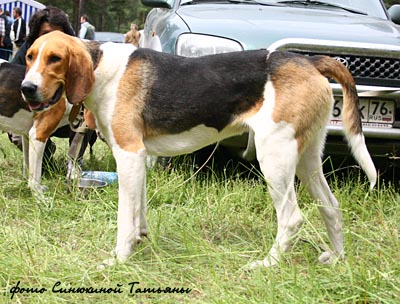 Русская пегая гончая