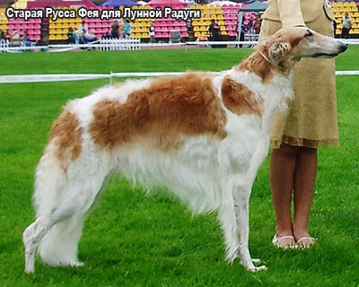 Русская псовая борзая