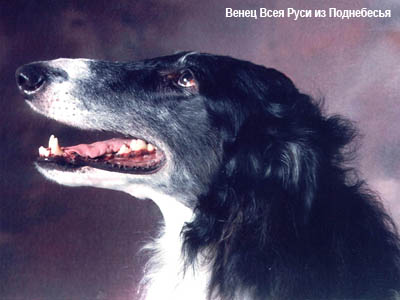 Русская псовая борзая