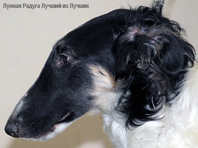 Русская псовая борзая