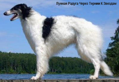 Русская псовая борзая