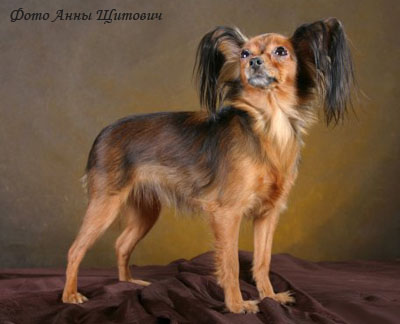 Русский той терьер