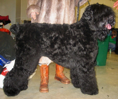 Русский чёрный терьер