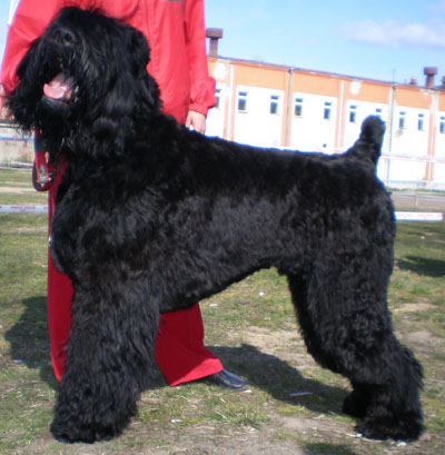 Чёрный терьер