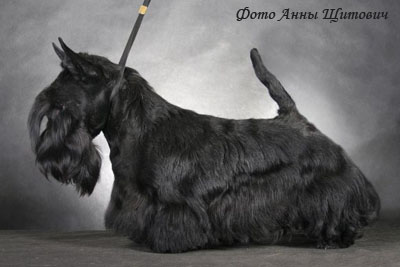 Скотч терьер