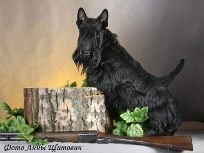Шотландский терьер