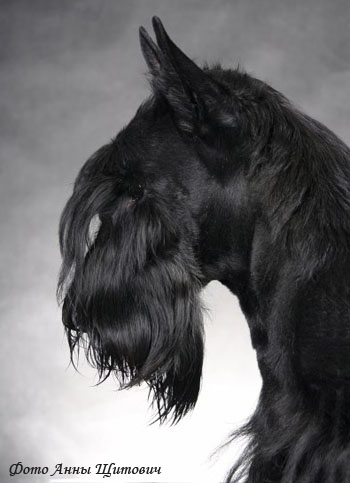 Скотч терьер