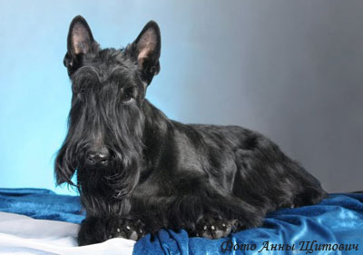 Шотландский терьер