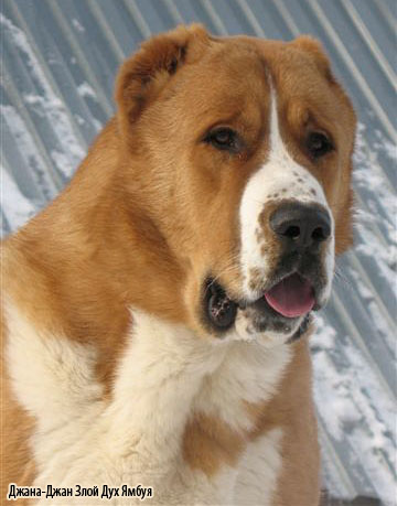 туркменский волкодав