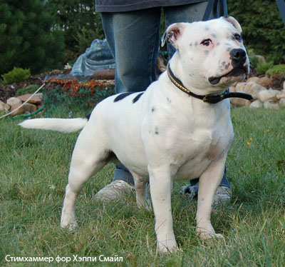 Стаффордширский бультерьер
