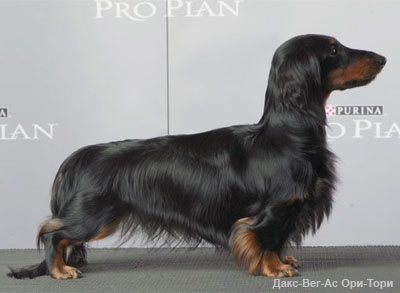 Такса миниатюрная