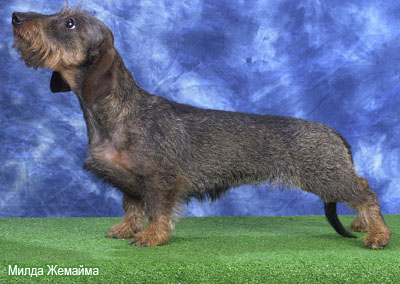 Такса карликовая