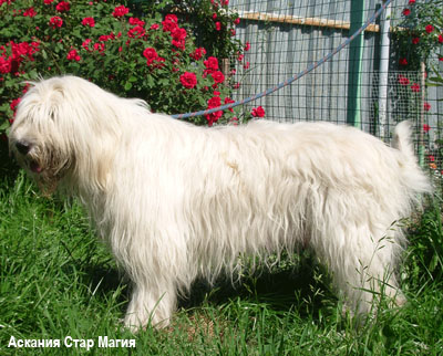 Южнорусская овчарка