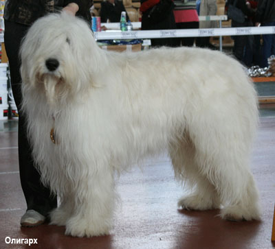 Южнорусская овчарка