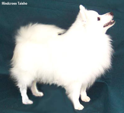 Японский шпиц