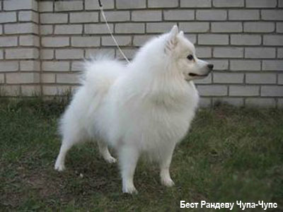 Японский шпиц