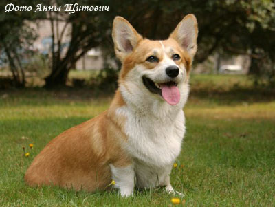 Вельш Корги Пемброк