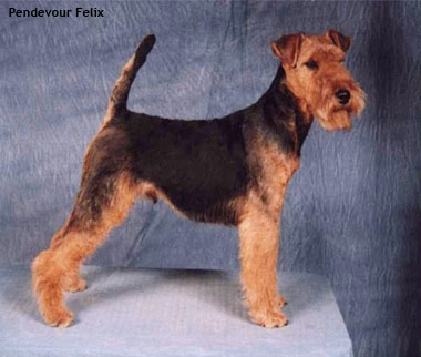 Вельштерьер