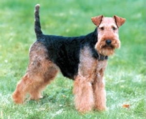 Вельш терьер