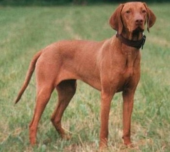 Венгерская выжла гладкошерстная