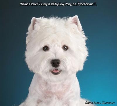 Вест хайленд терьер