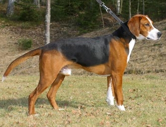 Гамильтонстёваре