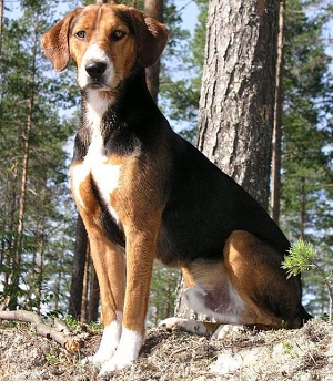 Гамильтонстёваре