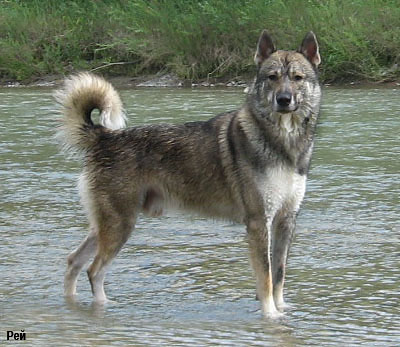 Западносибирская лайка